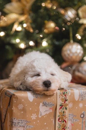 bichon frise puppy